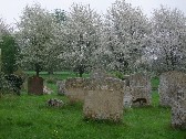 apple blossom white