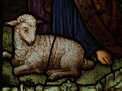 lamb