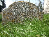 lichen
