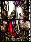 sheep