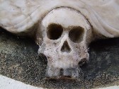 skull