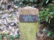 rosemary in remembrance