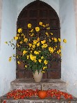 yellow and orange