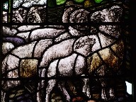 sheep