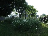 wild flowers