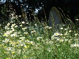 wild flowers