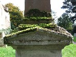moss