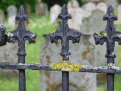 lichen