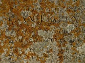 lichen