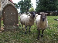 Sotherton sheep