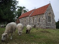 Sotherton Sheep